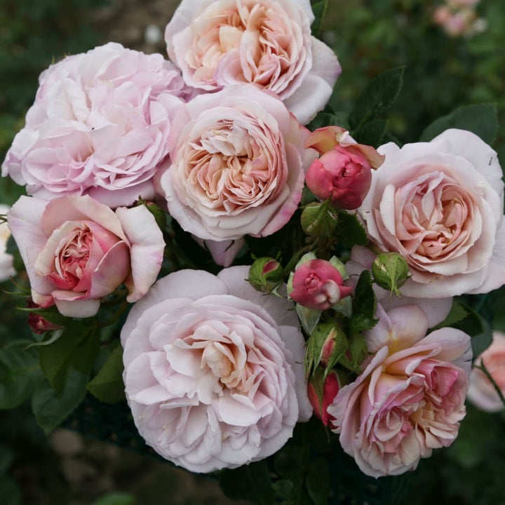 Rosa Herkules®