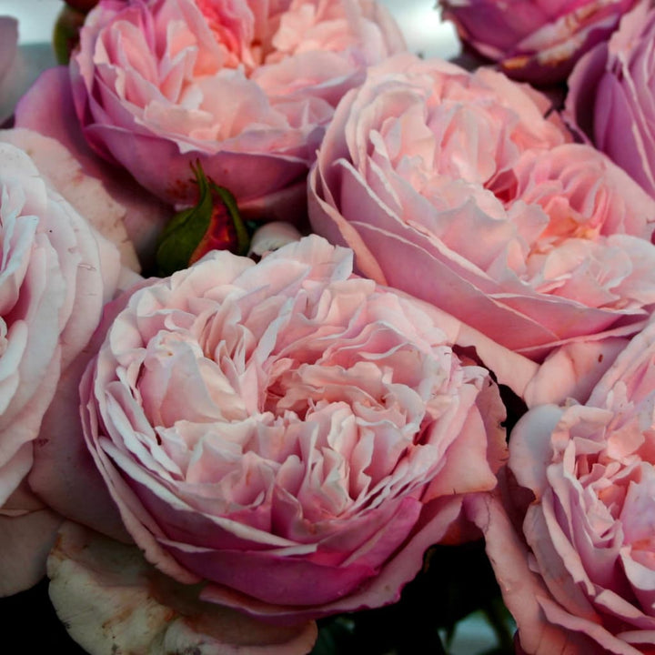 Rosa Herkules®