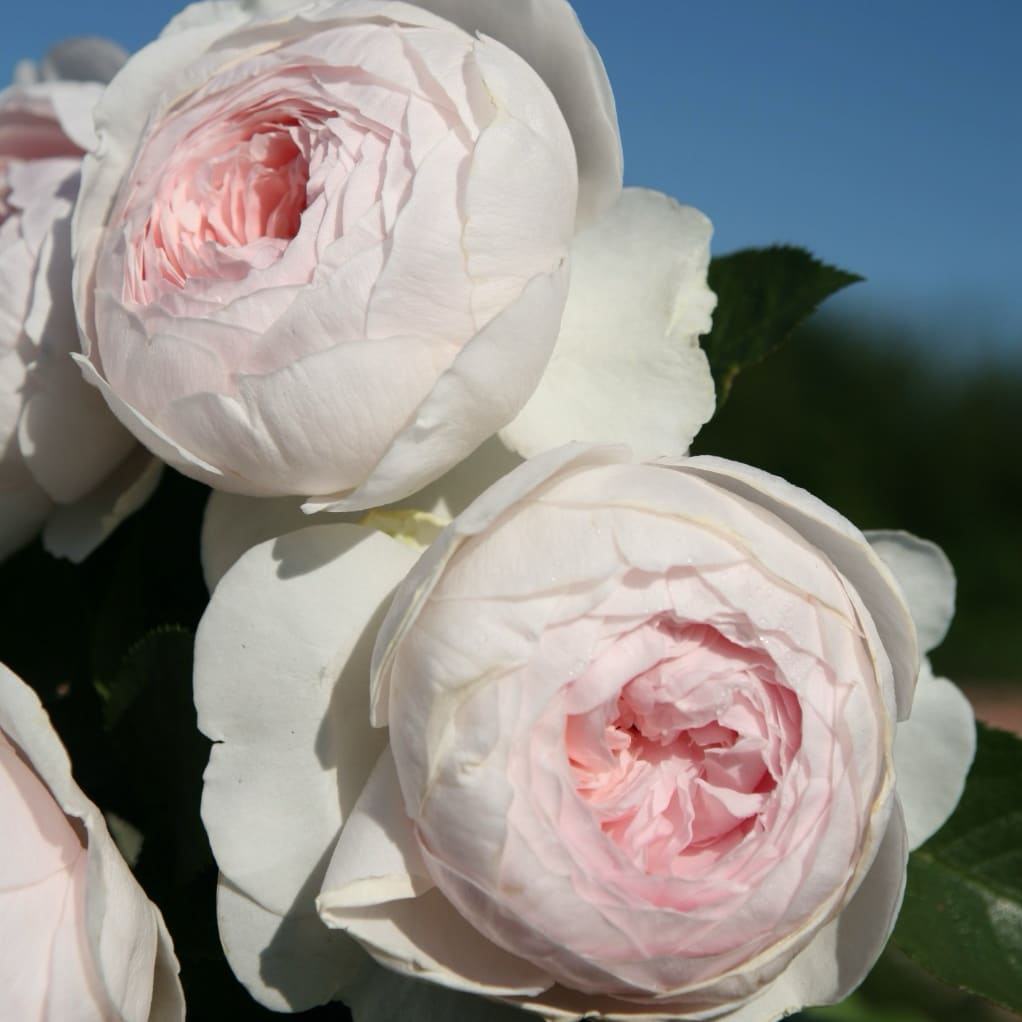 Rosa Herzogin Christiana®