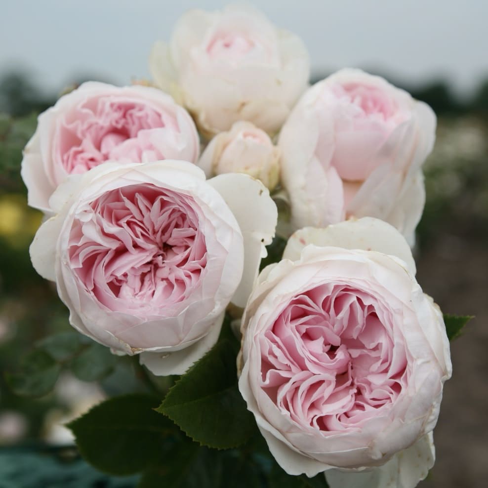 Rosa Herzogin Christiana®