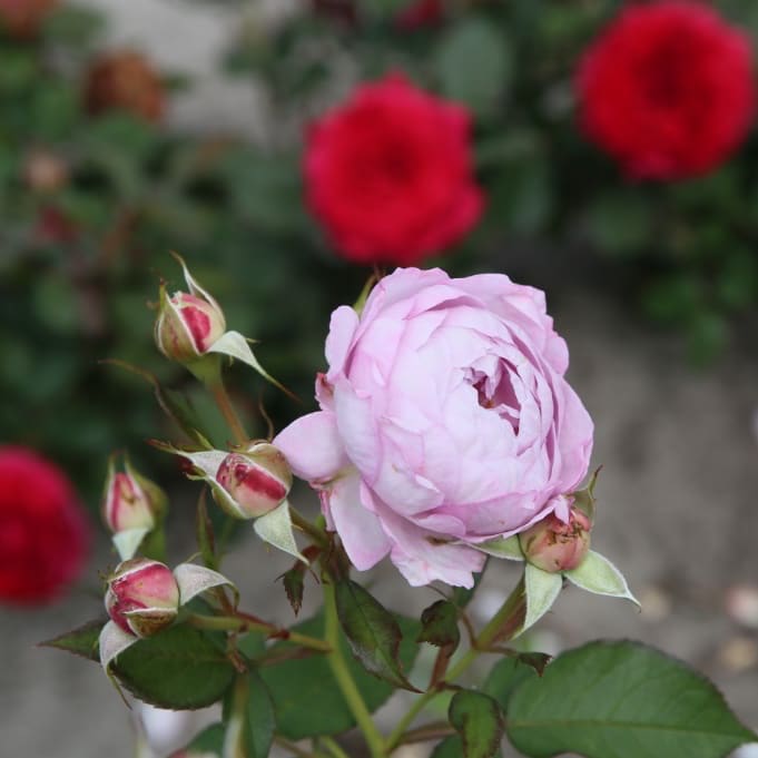 Rosa Herzogin Dorothea