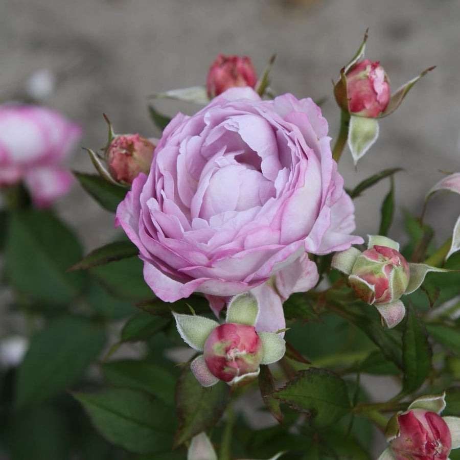 Rosa Herzogin Dorothea