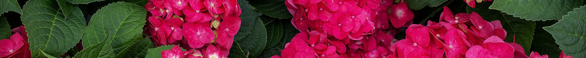 Rosa Hortensien