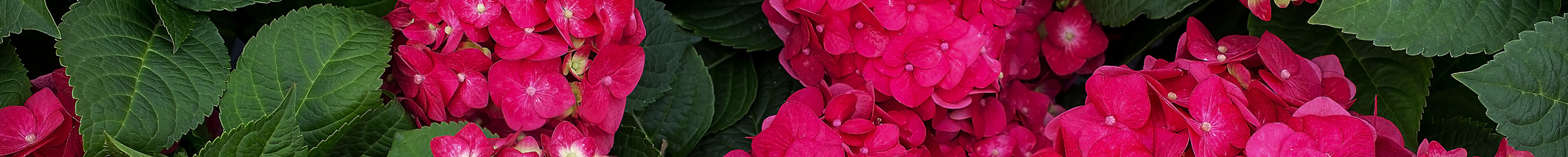 Rosa Hortensien
