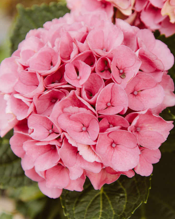 Prachtvolle rosa Hortensienblüte aus nächster Nähe