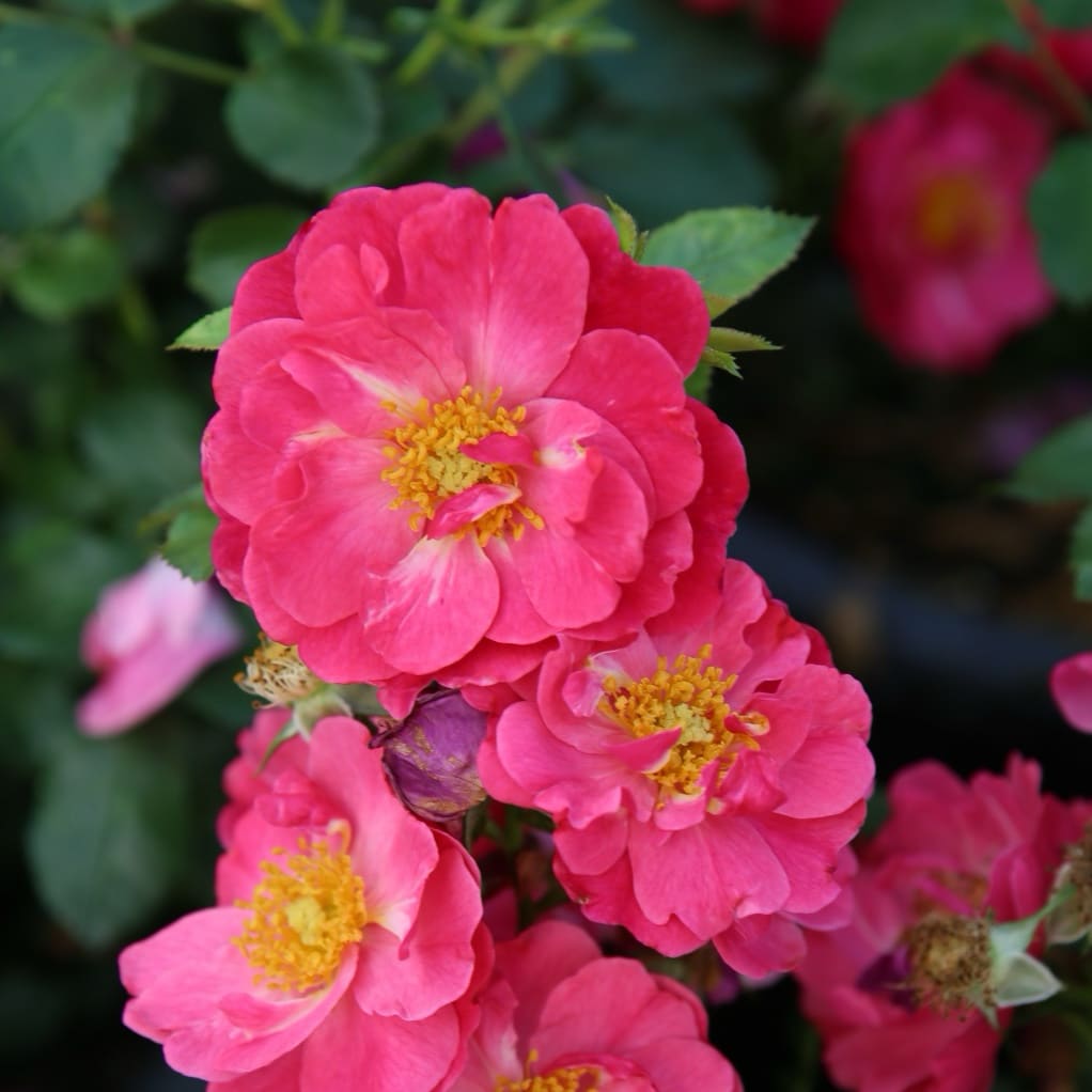 Rosa Hotline®