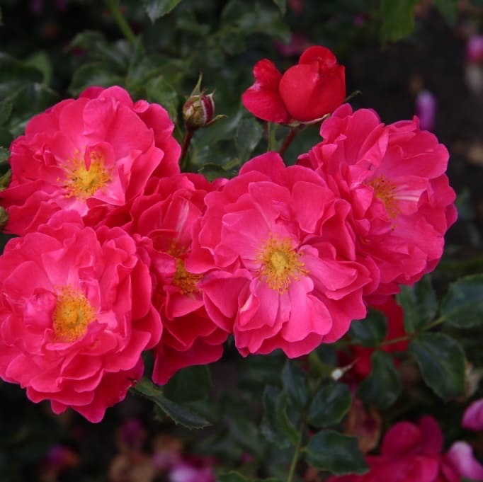 Rosa Hotline®