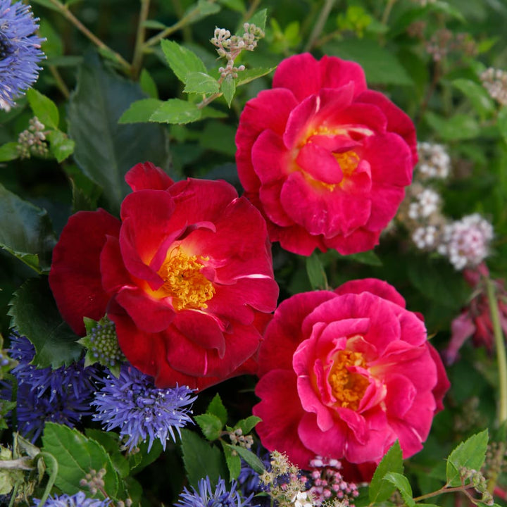 Rosa Ile de Fleurs