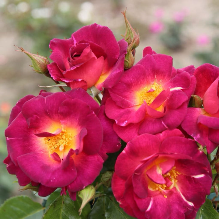 Rosa Ile de Fleurs