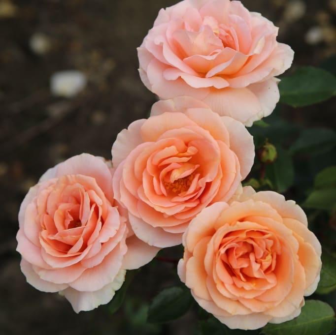 Rosa Impala®
