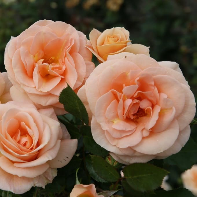 Rosa Impala®