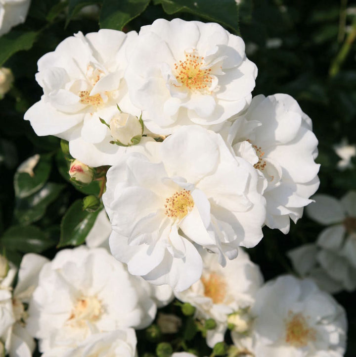 Rosa Innocencia®