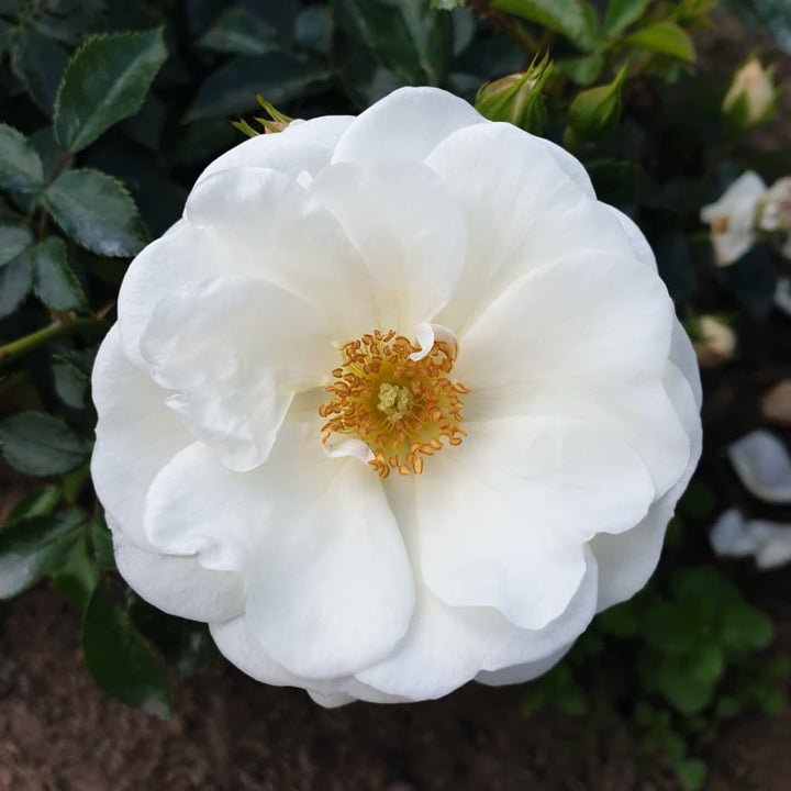 Rosa Innocencia®