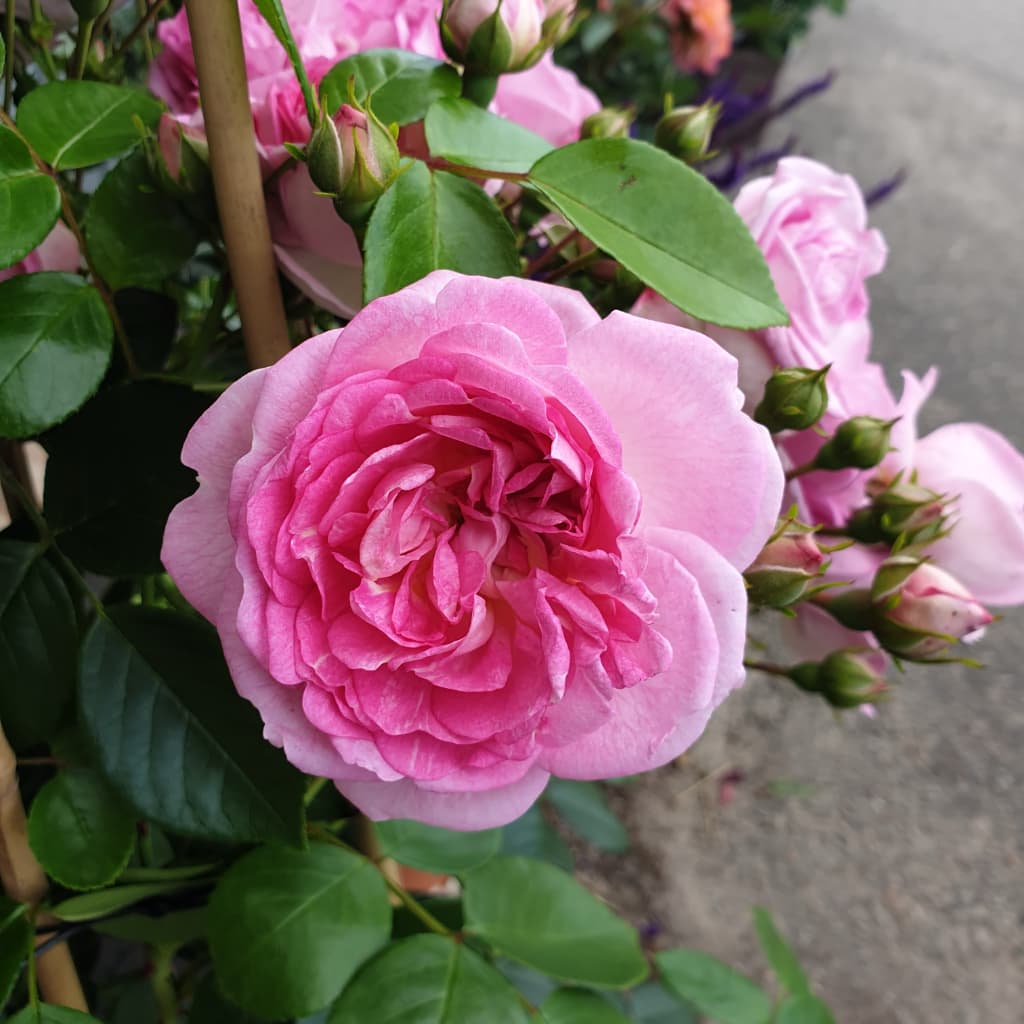 Rosa Jasmina®