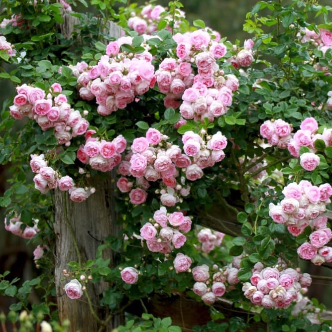 Rosa Jasmina®