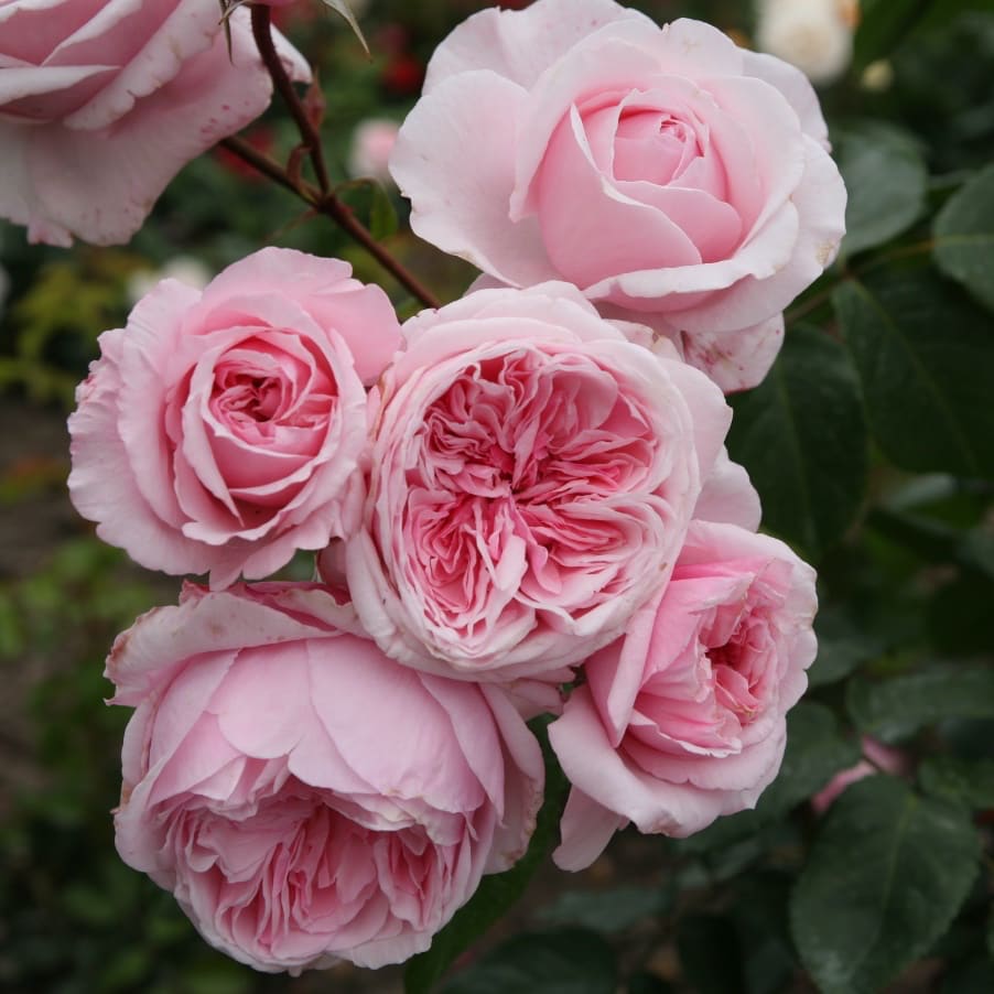 Rosa Kiss me Kate®