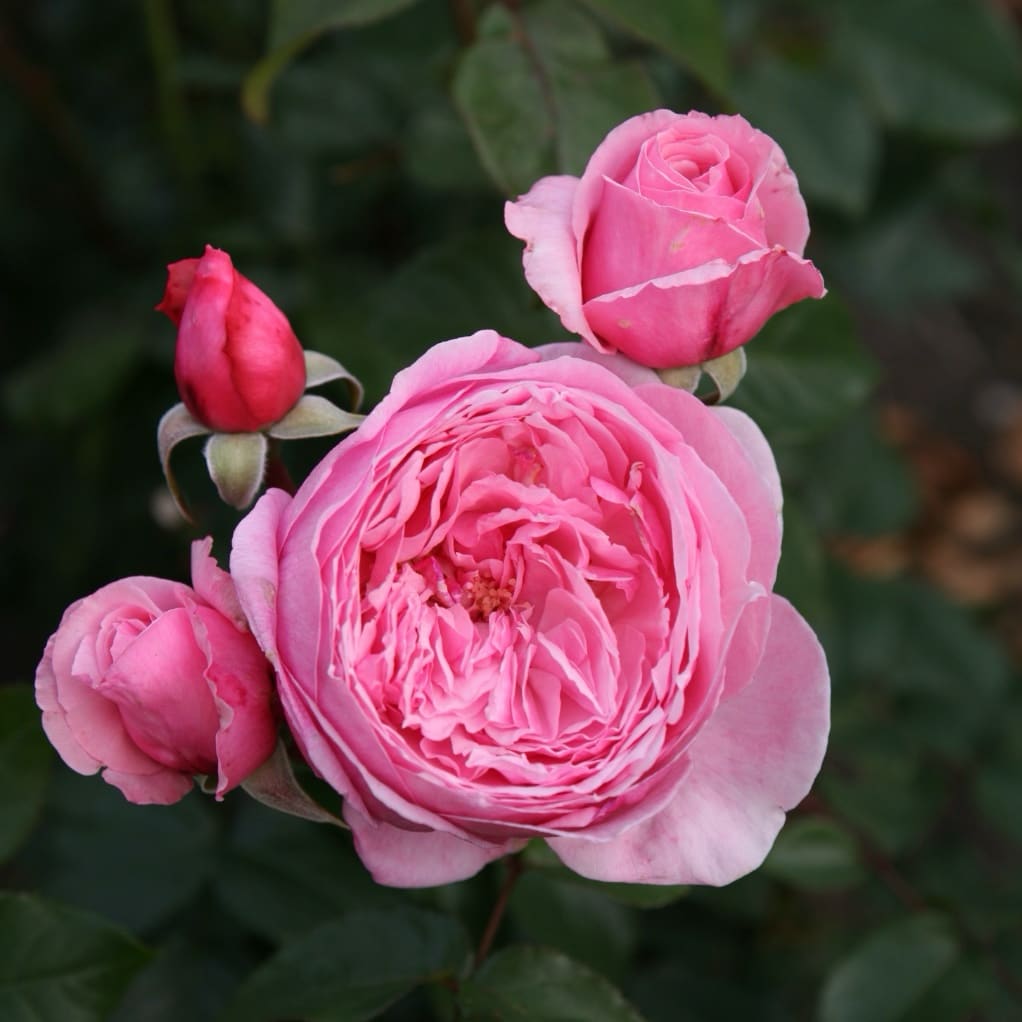 Rosa Kiss me Kate®