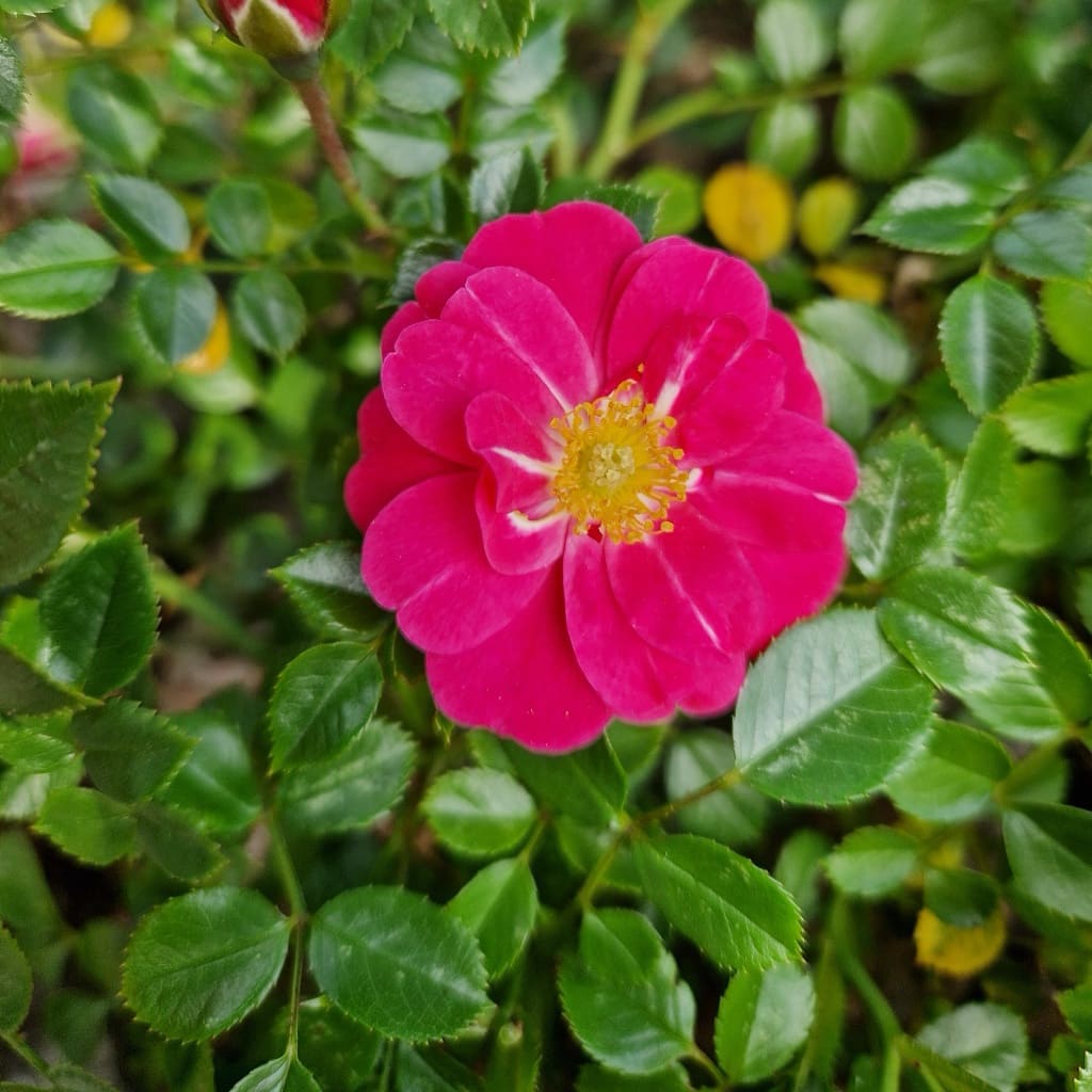 Rosa Knirps®
