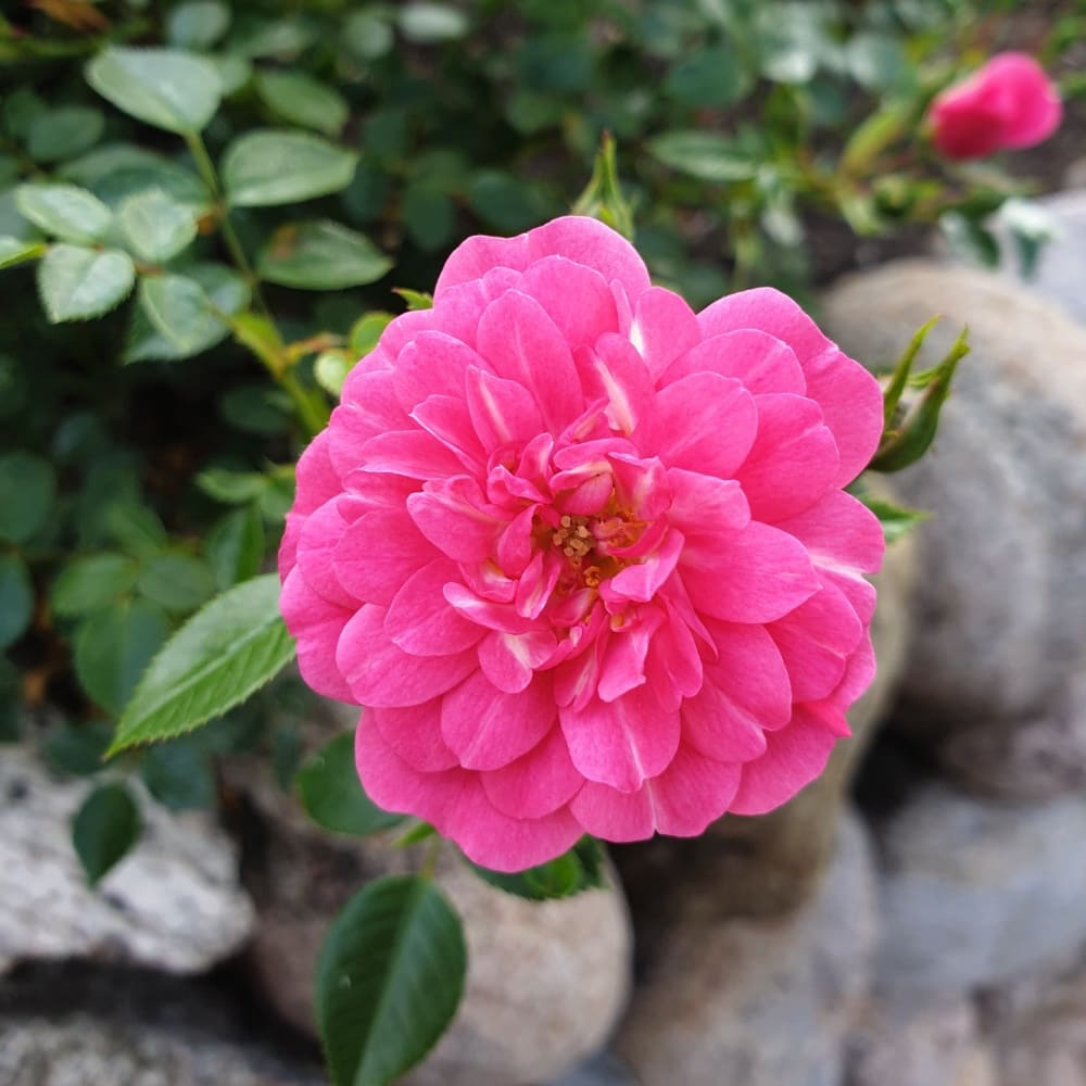 Rosa Knirps®
