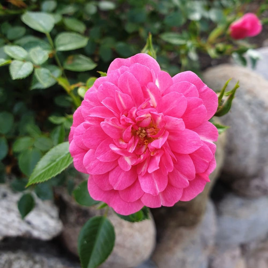 Rosa Knirps®
