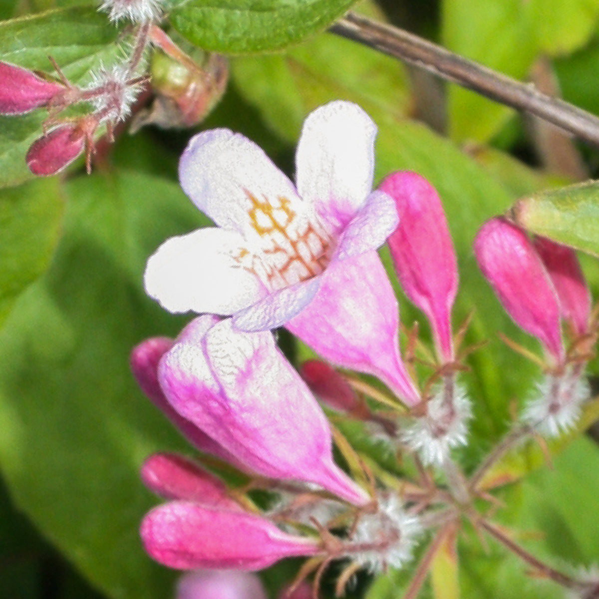 Blüte der rosa Kolkwitzie