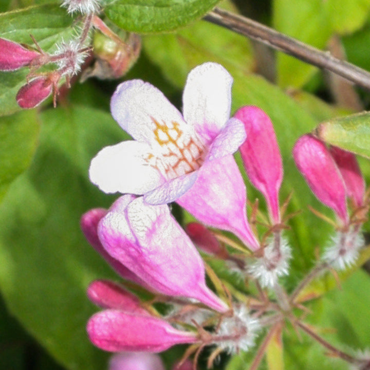Blüte der rosa Kolkwitzie