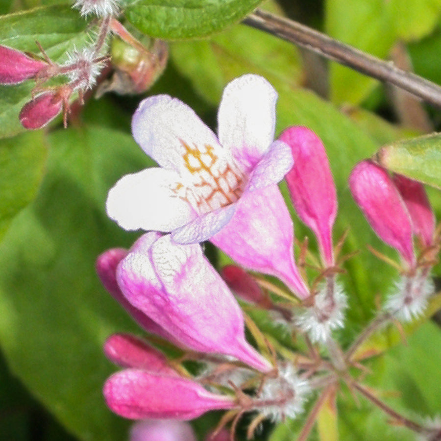 Blüte der rosa Kolkwitzie