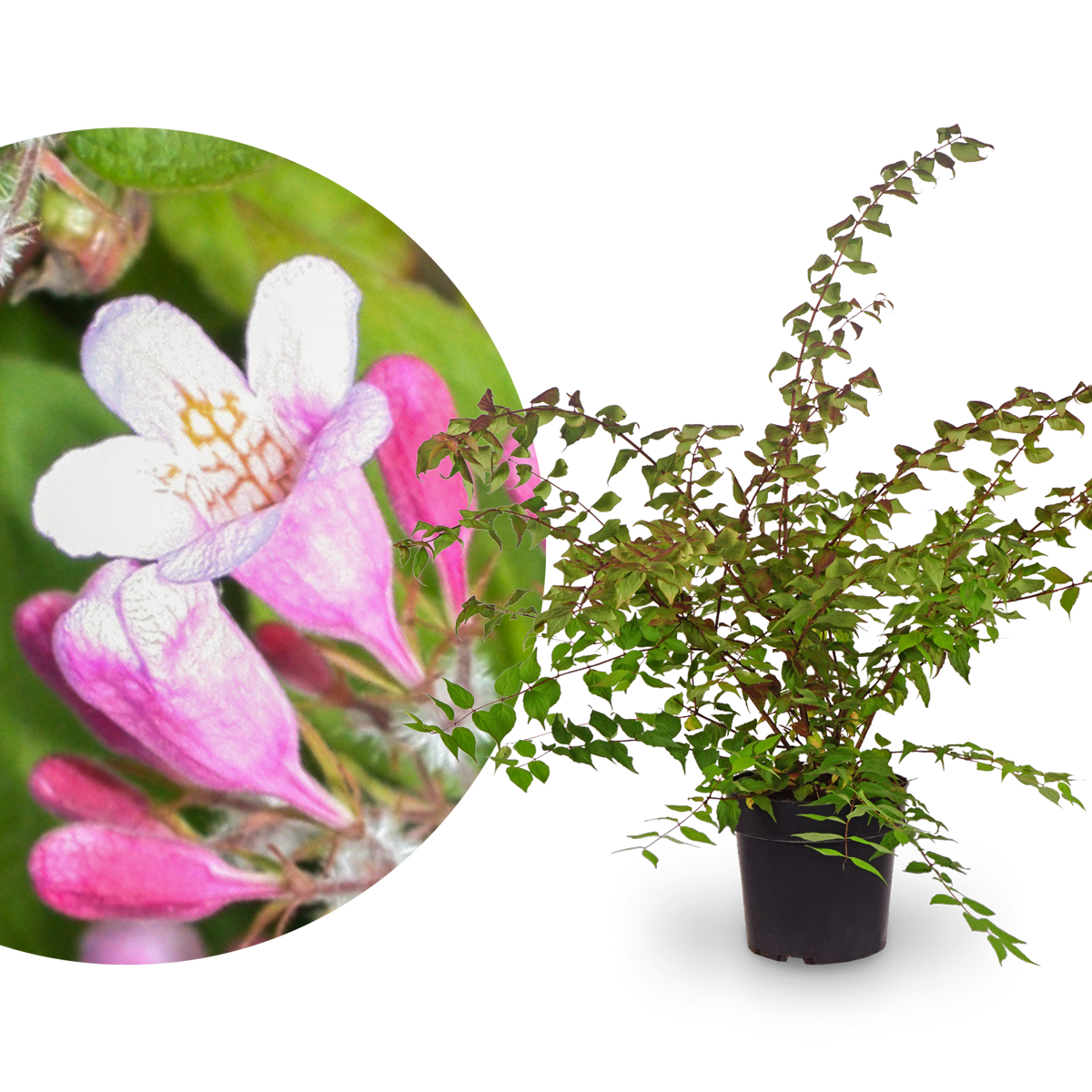 Kolkwitzie Rosa