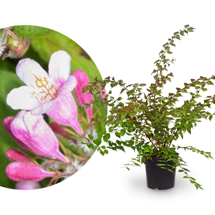 Kolkwitzie Rosa