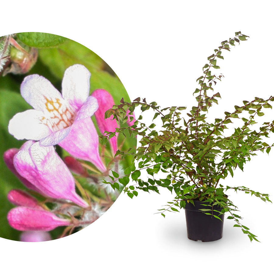 Kolkwitzie Rosa