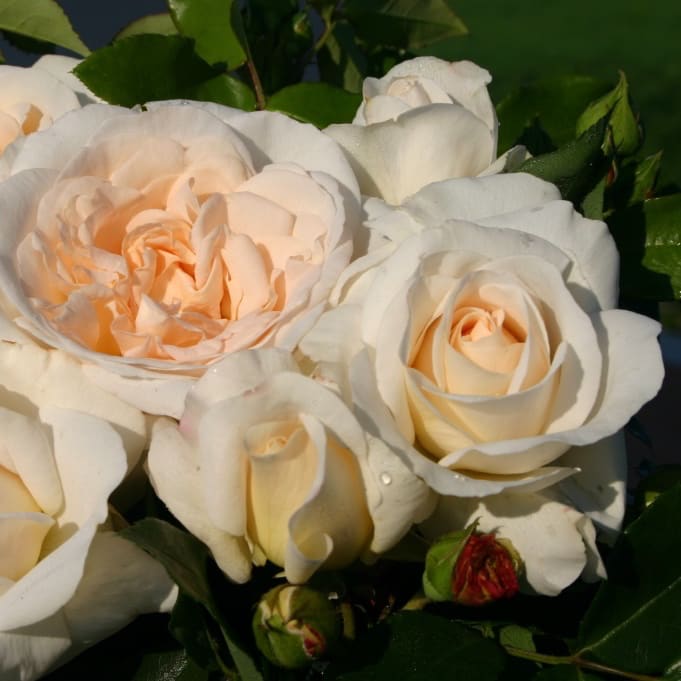 Rosa Kosmos®