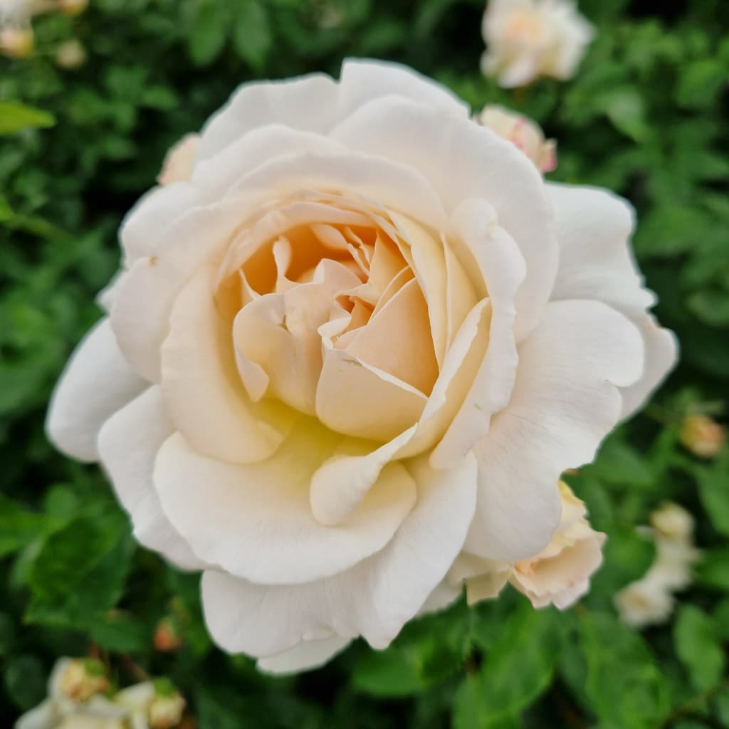 Rosa Kosmos®