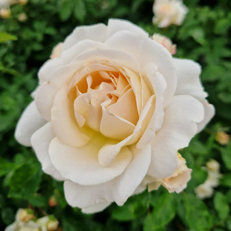 Rosa Kosmos®