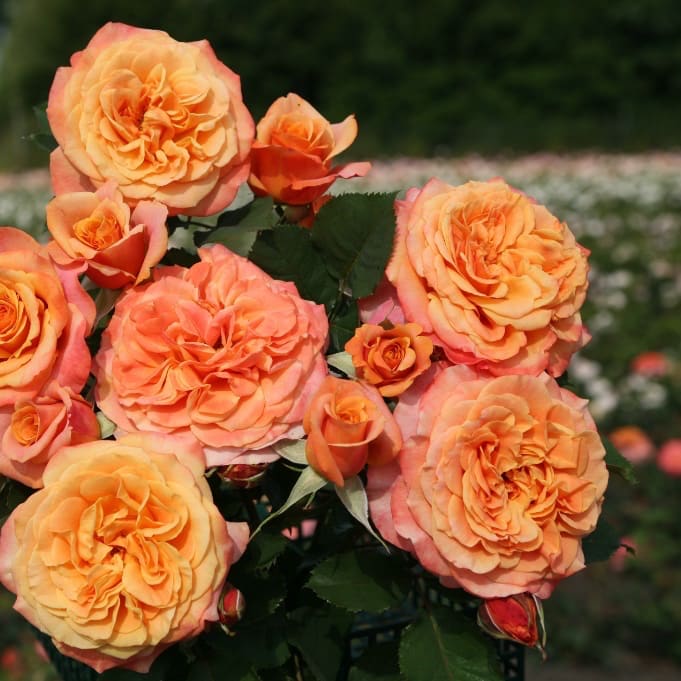 Rosa La Villa Cotta®
