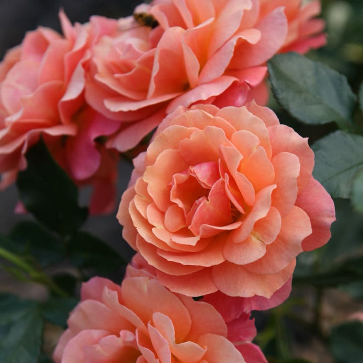 Rosa Lambada®