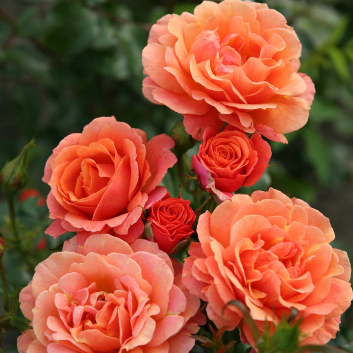 Rosa Lambada®