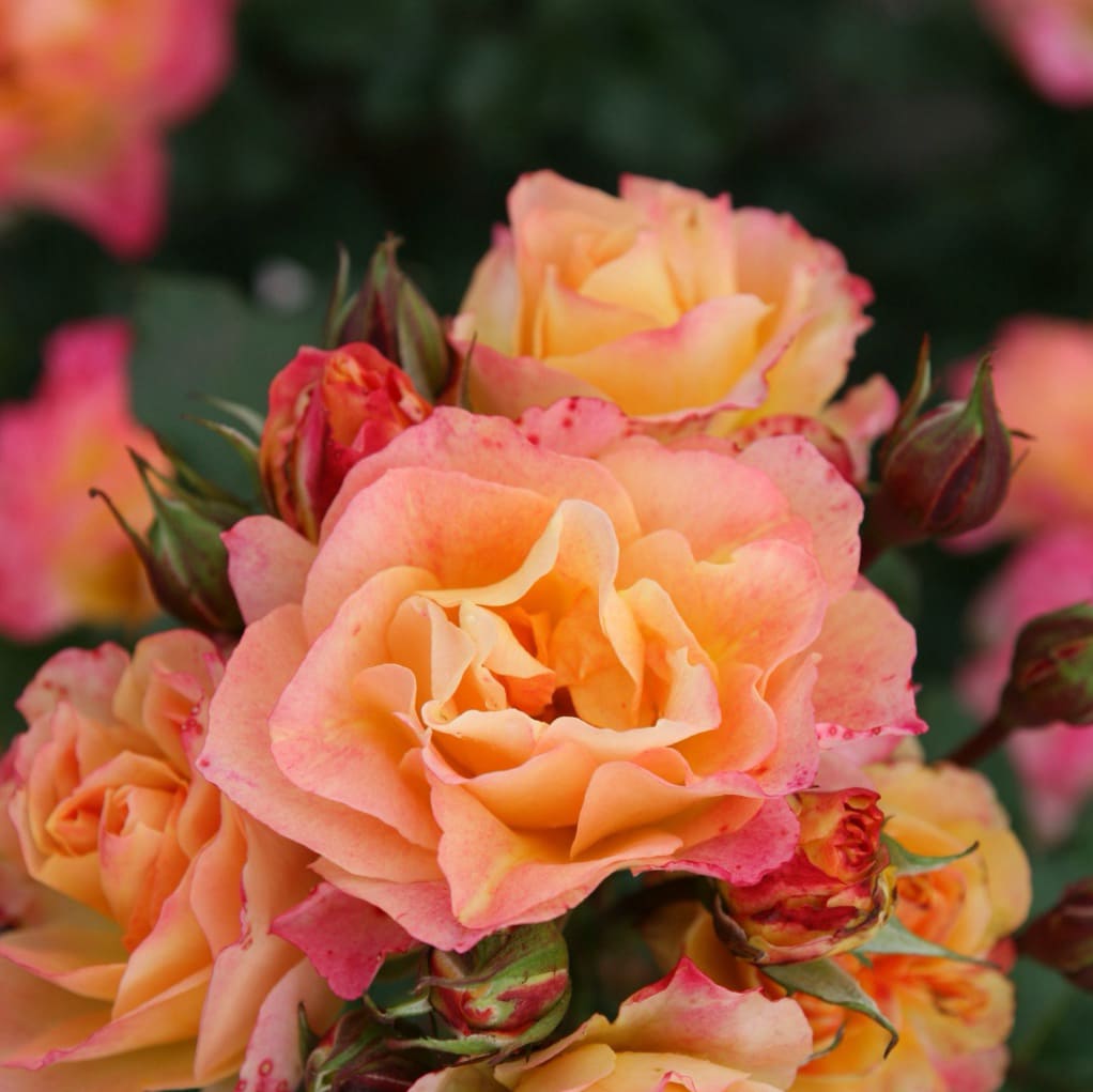Rosa Landlust®