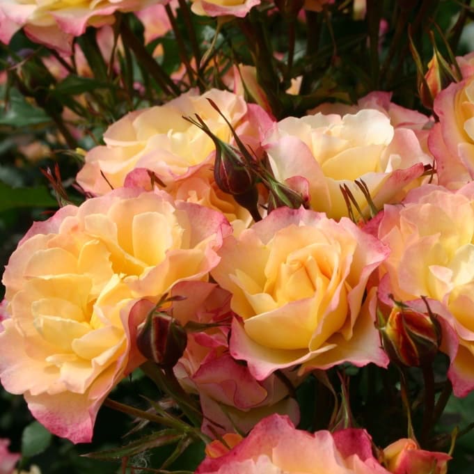 Rosa Landlust®