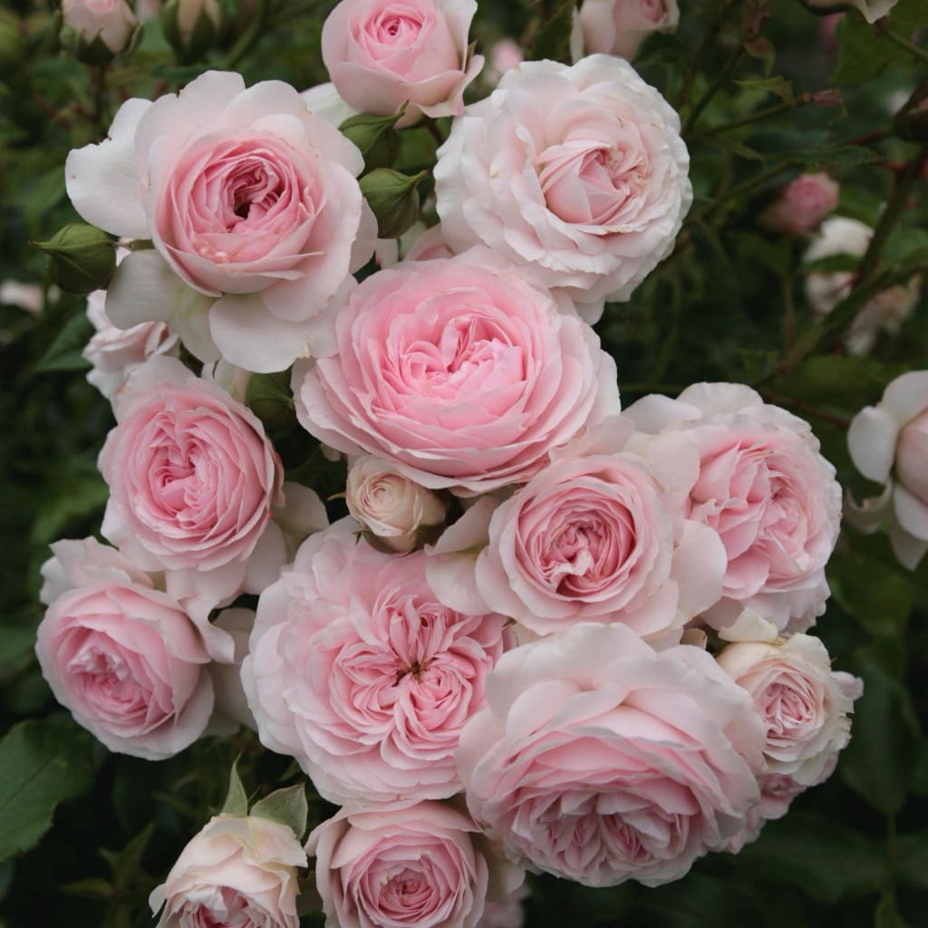 Rosa Larissa®