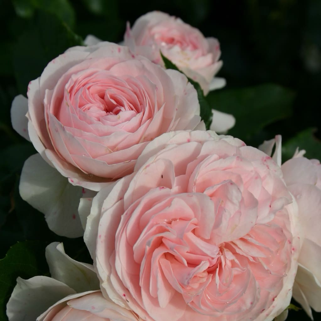 Rosa Larissa®