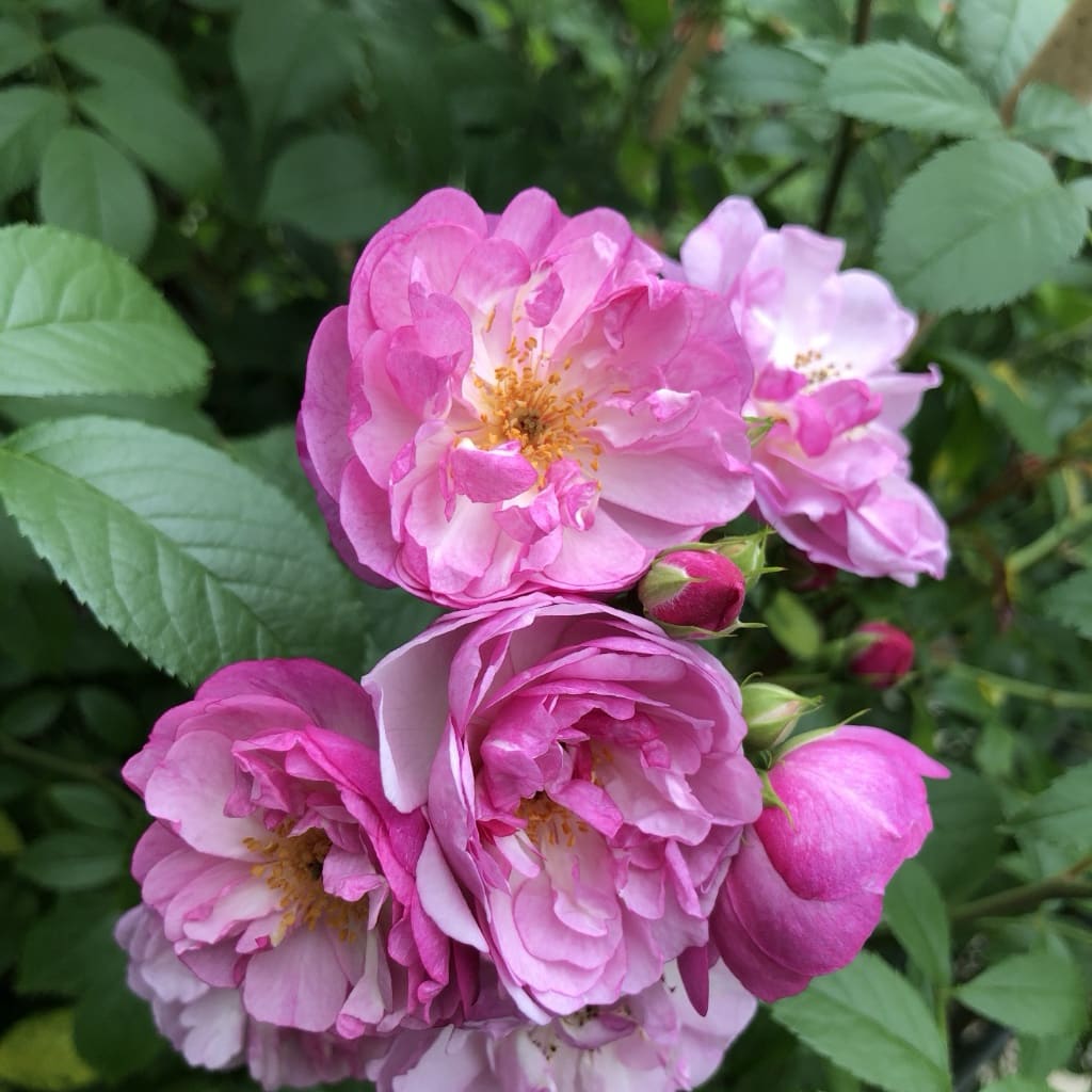 Rosa ‚Lavender‘ Siluetta®