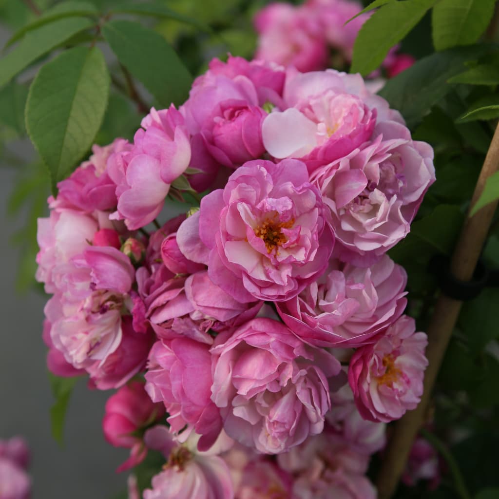 Rosa ‚Lavender‘ Siluetta®