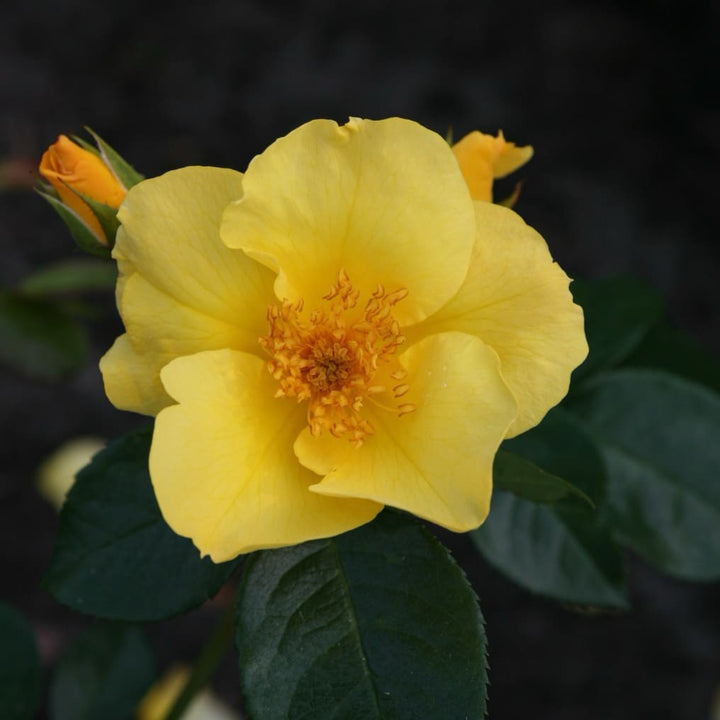 Rosa Lemon Fizz®