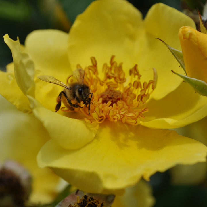 Rosa Lemon Fizz®