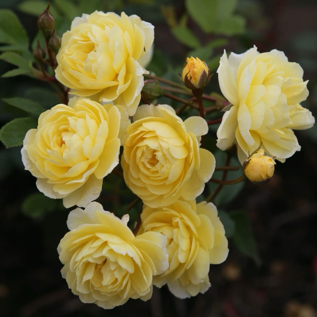 Rosa ‚Lemon‘ Siluetta®