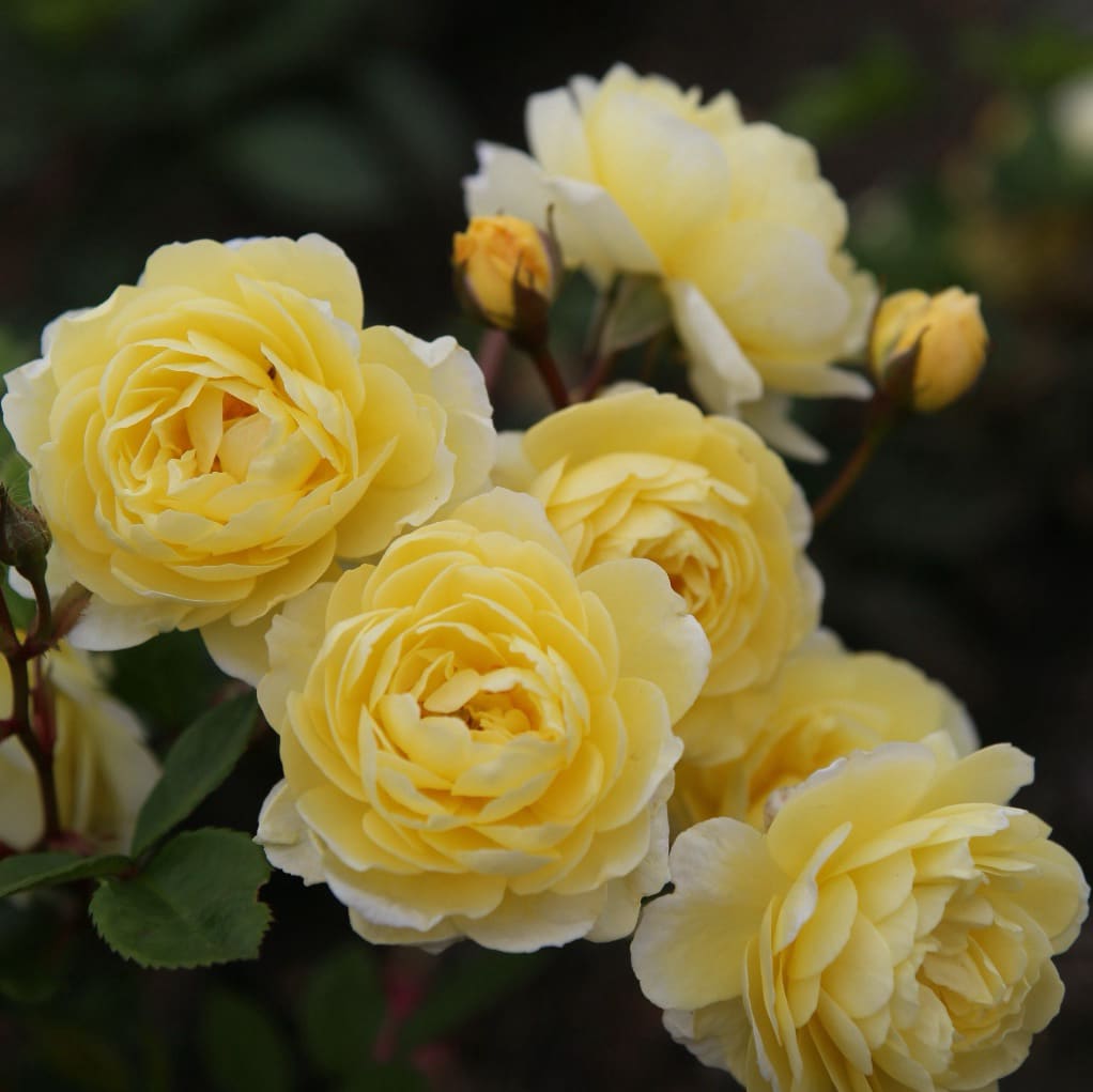 Rosa ‚Lemon‘ Siluetta®