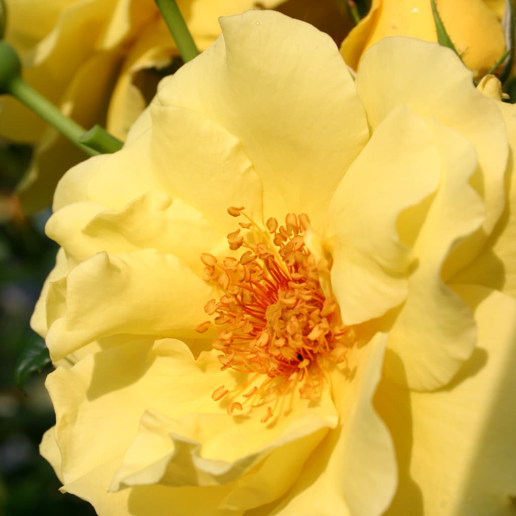 Rosa Lichtkönigin Lucia®
