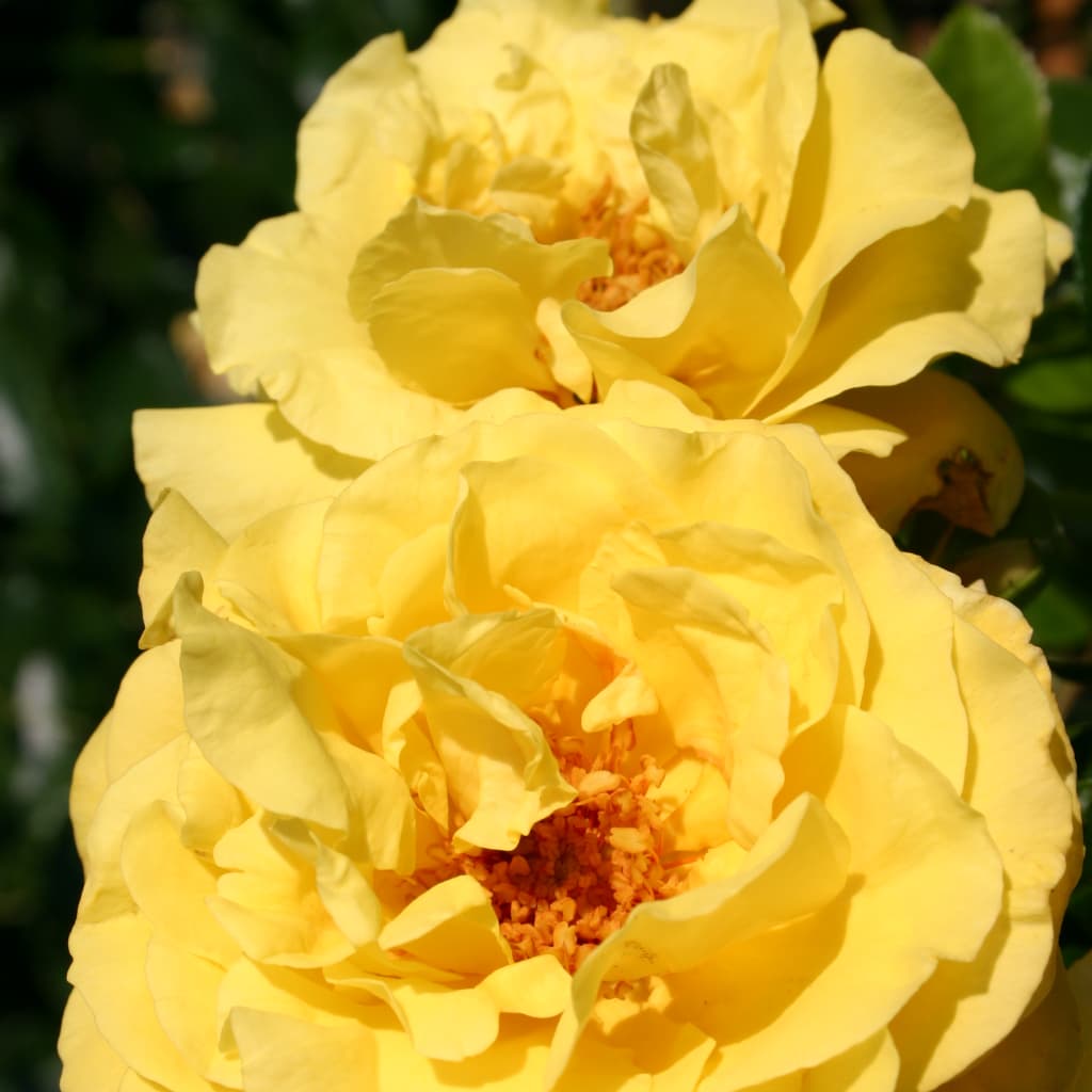 Rosa Lichtkönigin Lucia®