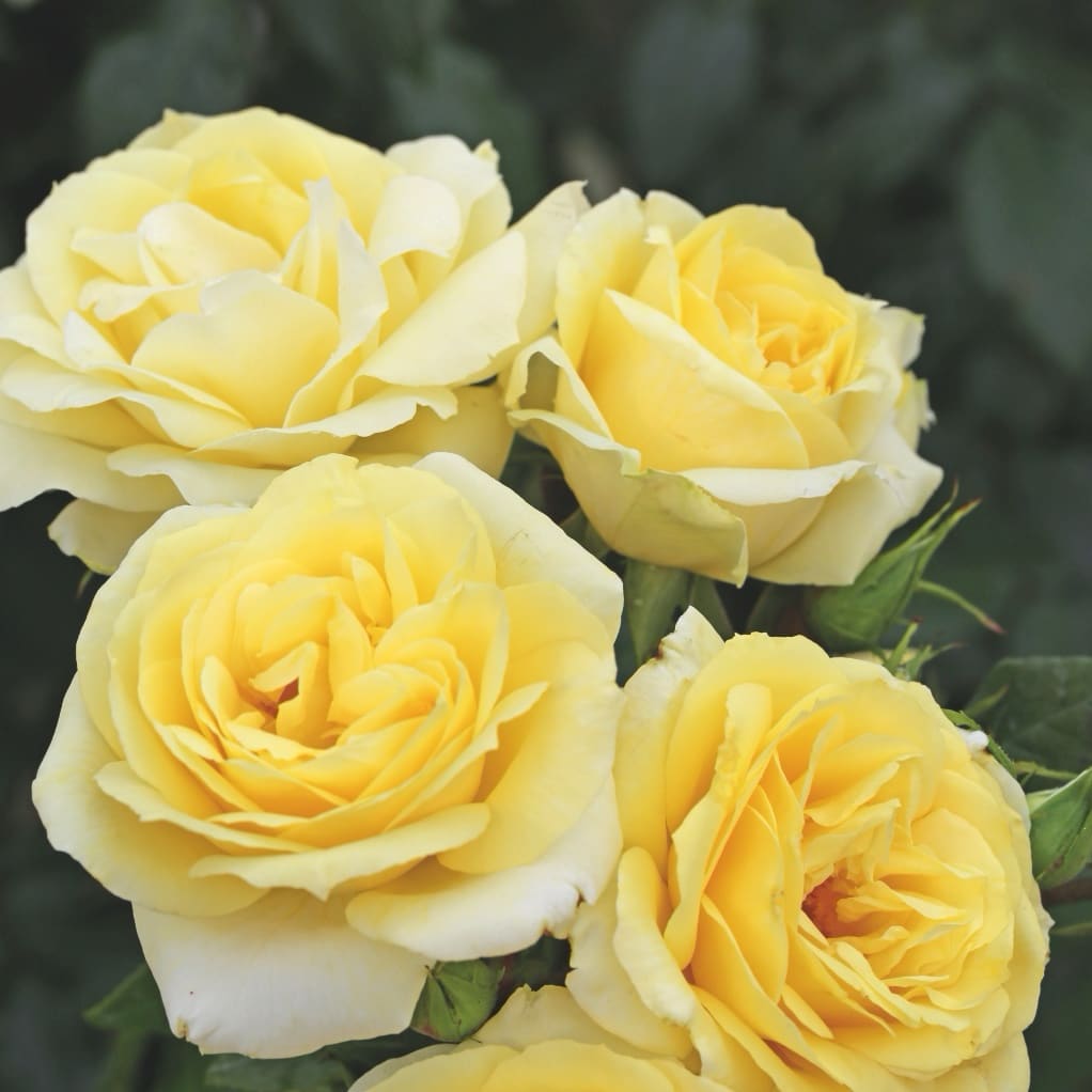 Rosa Limona®