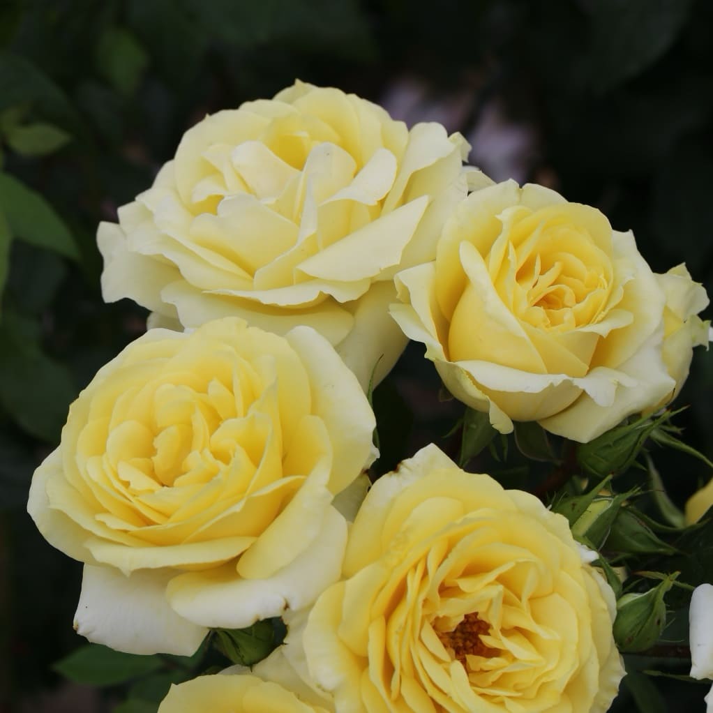 Rosa Limona®